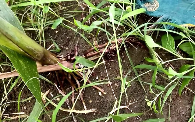 Meu meio-irm&atilde;o me chantageou e comeu meu cuzinho